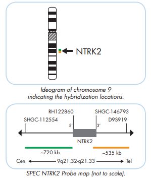 NTRK2 break apart